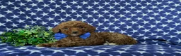 Mini Goldendoodle dogs for sale: Rumford 10 lbs full grown - Ad 5