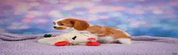 Cavalier King Charles Spaniel dogs for sale: Randy Genetic Clear - Ad 5