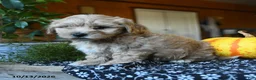 Maltipoo dogs for sale: Mopsy - Ad 3