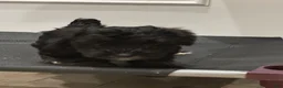 Schnoodle dogs for sale: Danny DeVito  - Ad 4