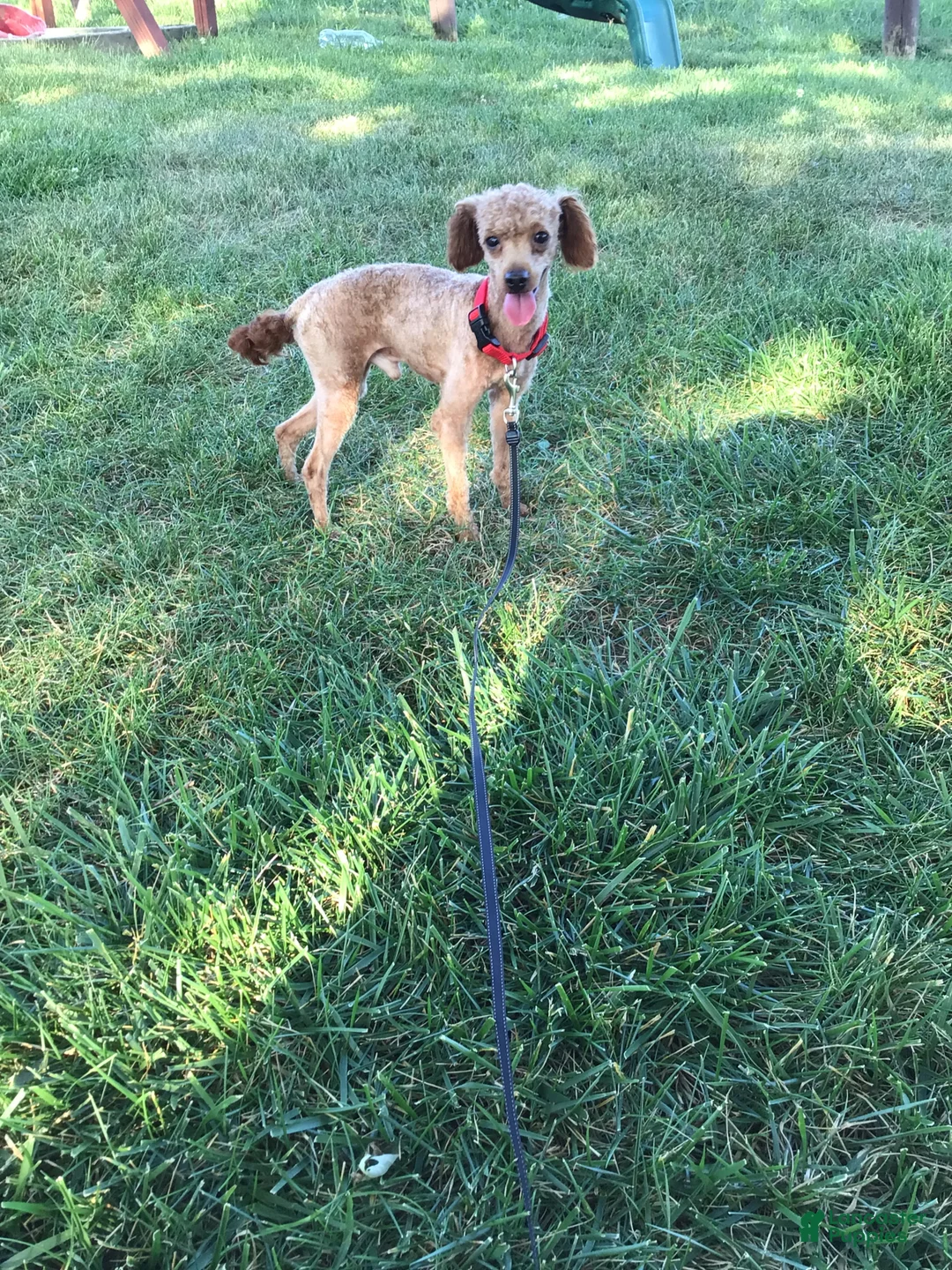 Maltipoo dogs for sale: Brady - Ad 9