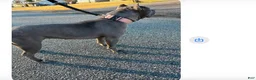 American Bully dogs for sale: American Bully Puppy 2 - Ad 2