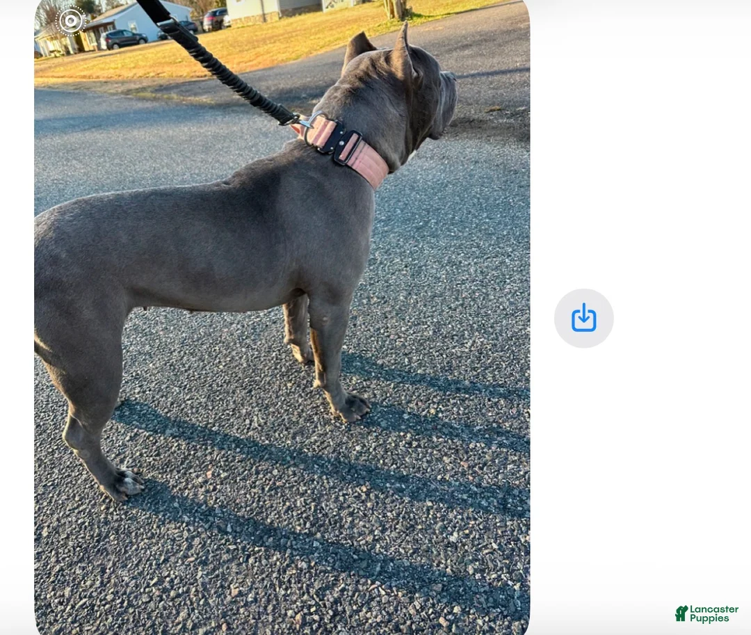 American Bully dogs for sale: American Bully Puppy 2 - Ad 2