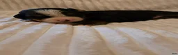 Bernese Mountain Dog dogs for sale: Bernese Mountain Dog 2 - Ad 5
