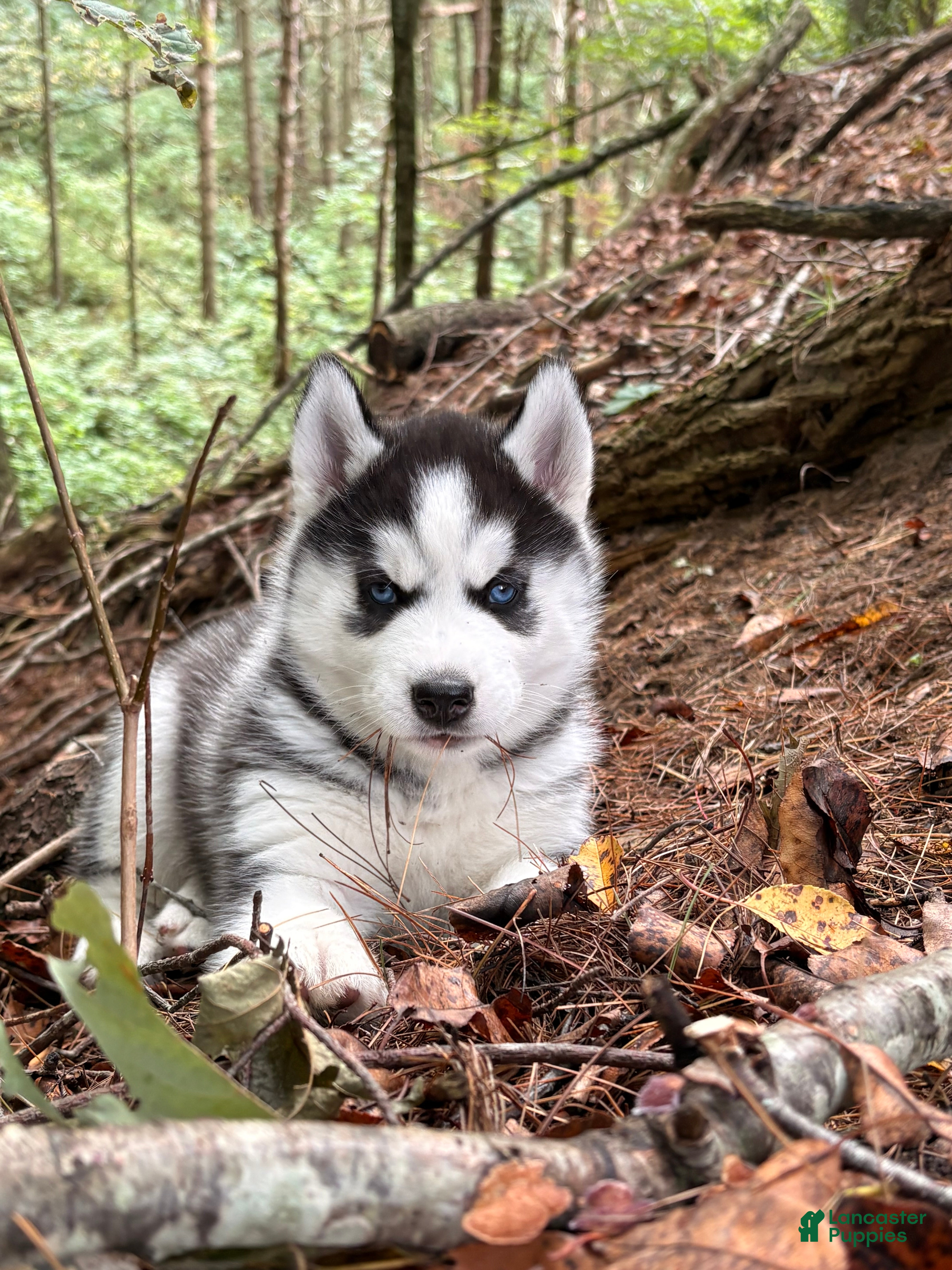 Siberian Husky dogs Billy - Ad 1