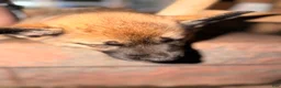 Mixed Breed dogs for sale: Scout - Ad 5