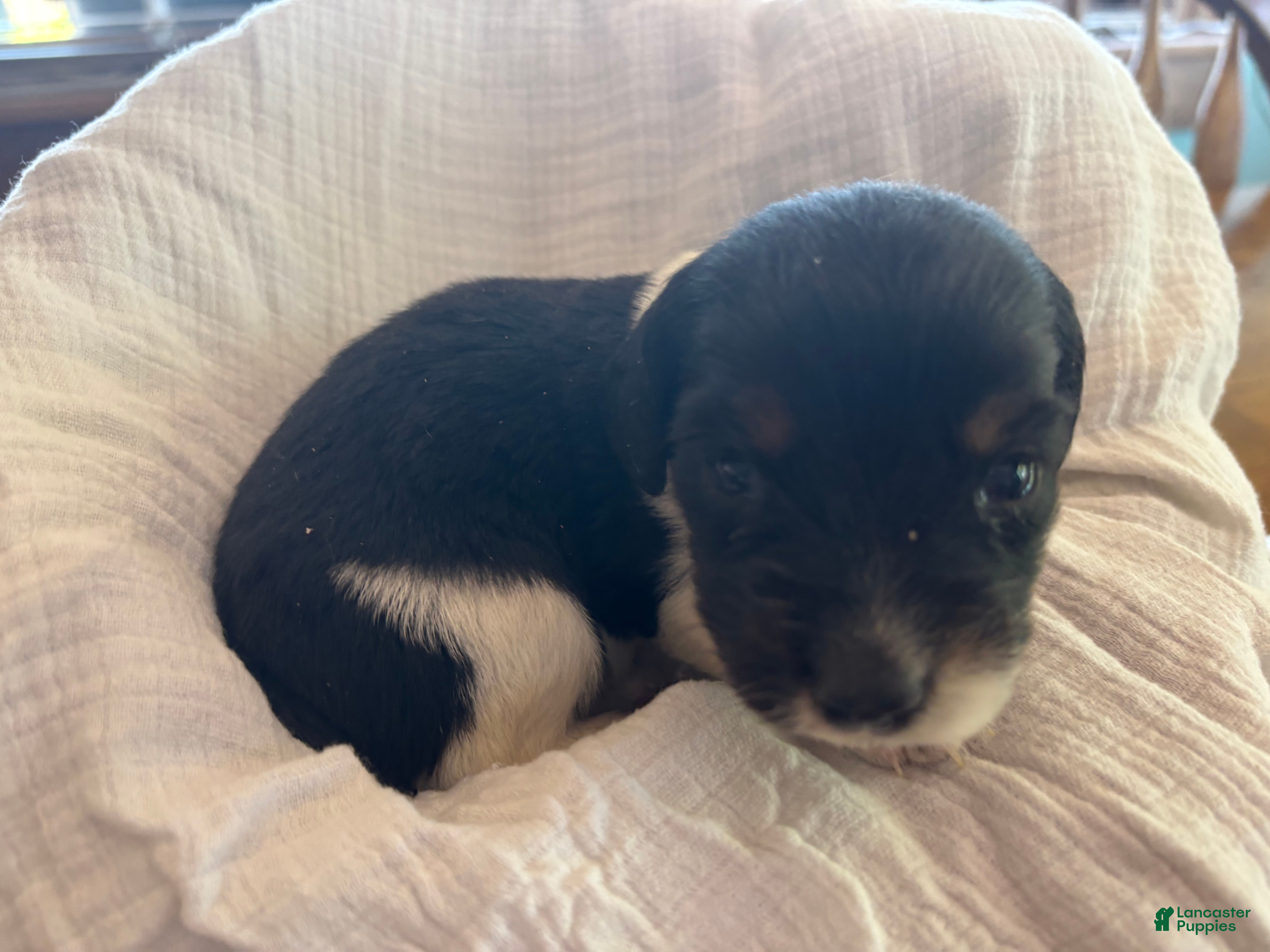 Dachshund Puppies for sale in Saratoga Springs, New York