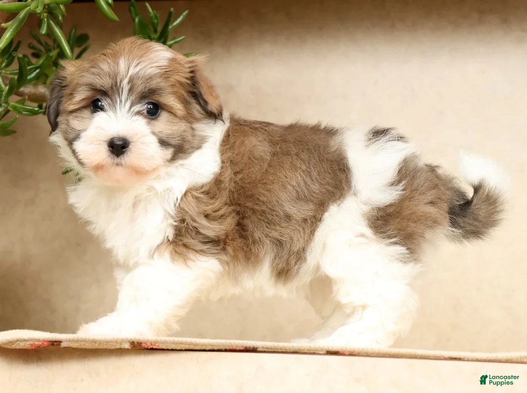 Havanese dogs for sale: Abby - Ad 2