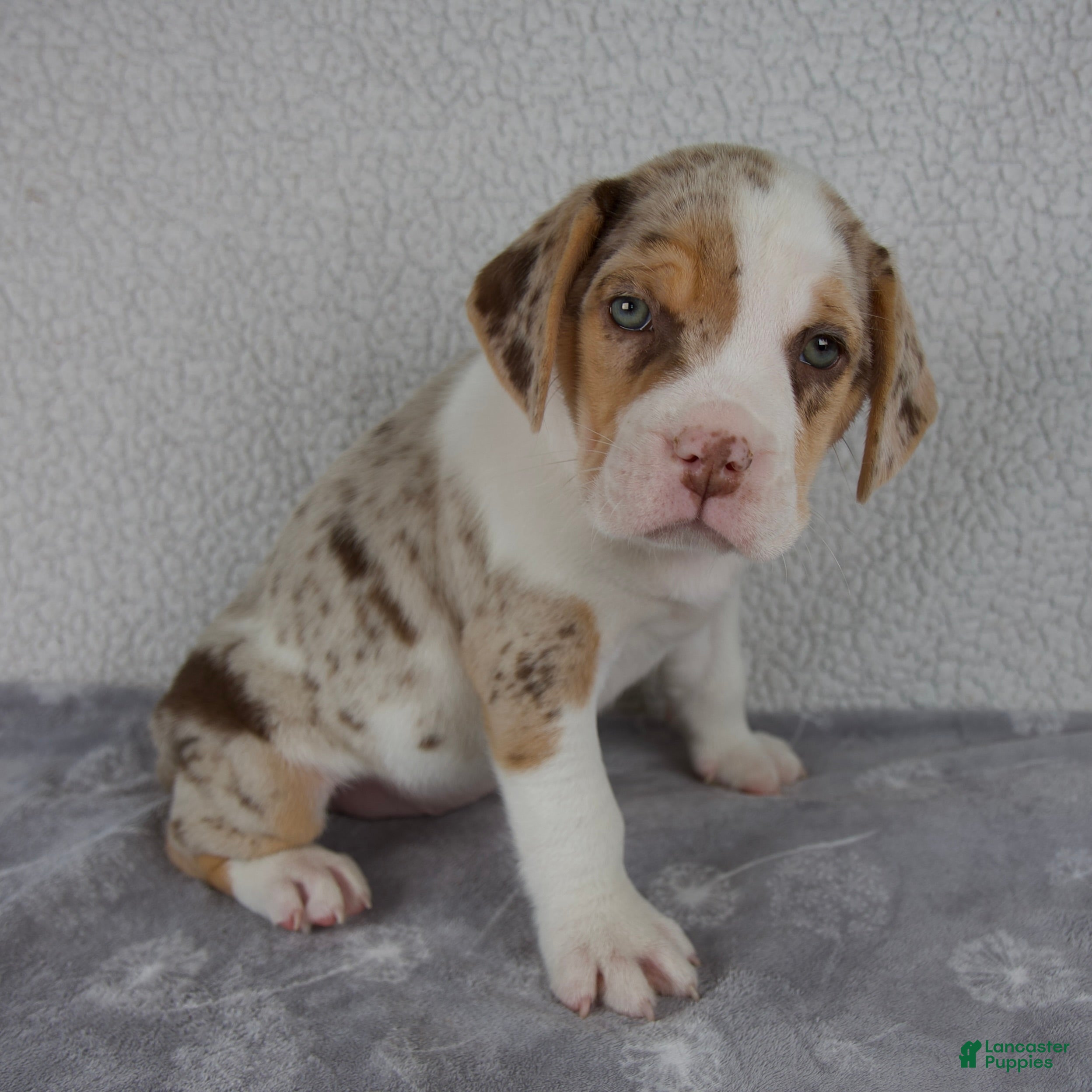 Beabull dogs Chase - Ad 2