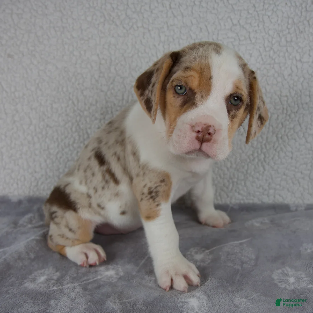 Beabull dogs for sale: Chase - Ad 2