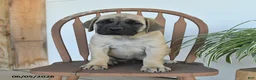 English Mastiff dogs for sale: Max - Ad 4