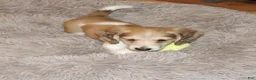 Miniature Dachshund dogs for sale: Whyatt - Ad 8