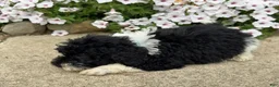 Miniature Poodle dogs for sale: Max - Ad 6