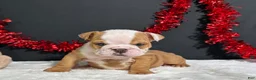 English Bulldog dogs for sale: Violet - Ad 1