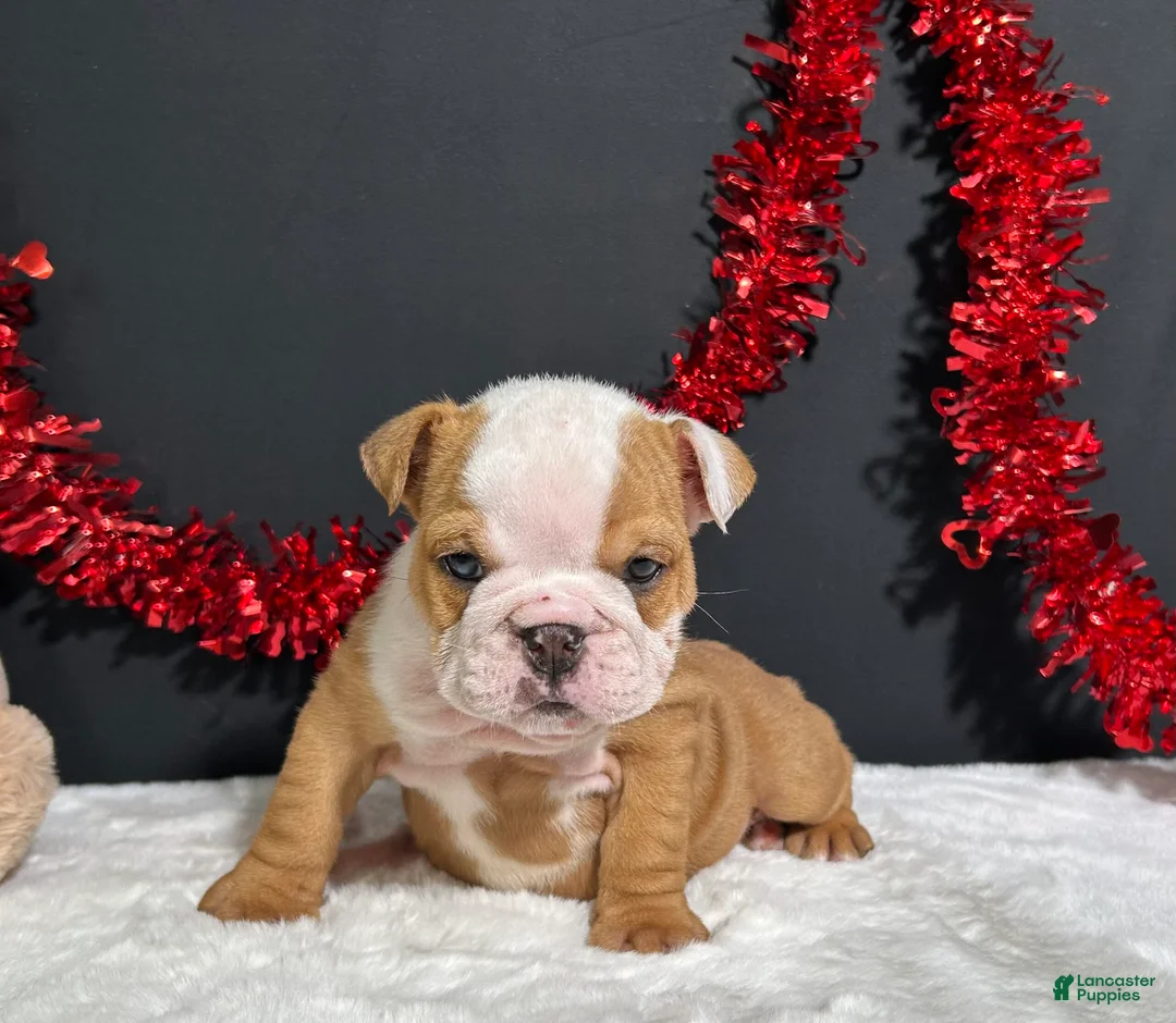 English Bulldog dogs for sale: Violet - Ad 1
