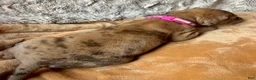 Great Dane dogs for sale: Hopparoo - Ad 3