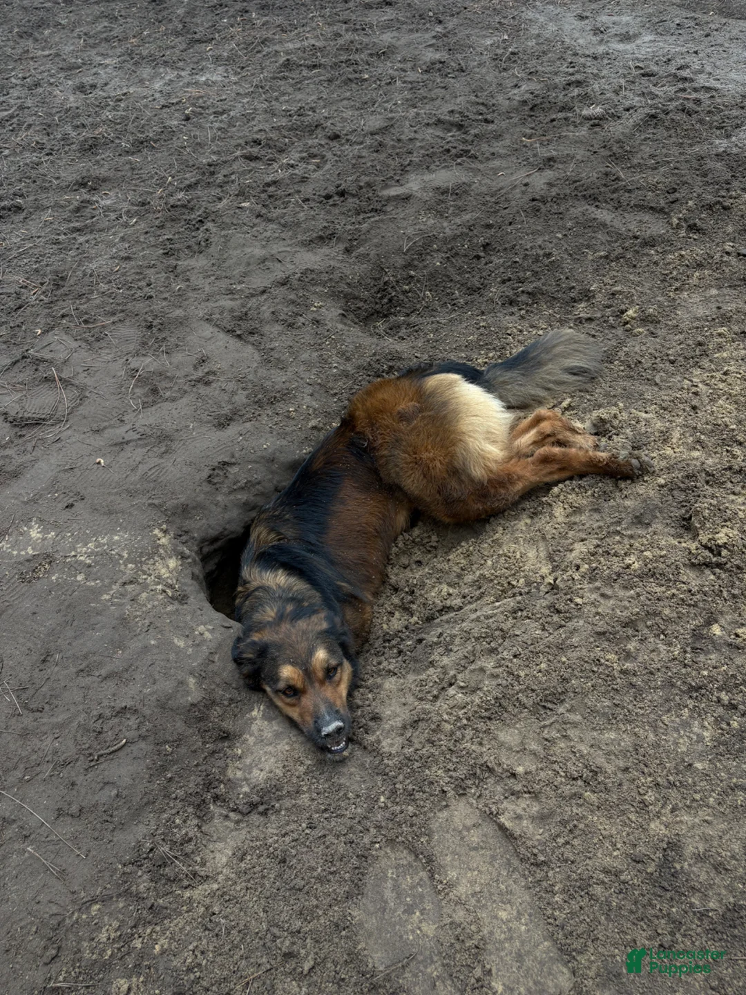 Mixed Breed dogs for sale: Sweet 2 year old needs a new home - Ad 2