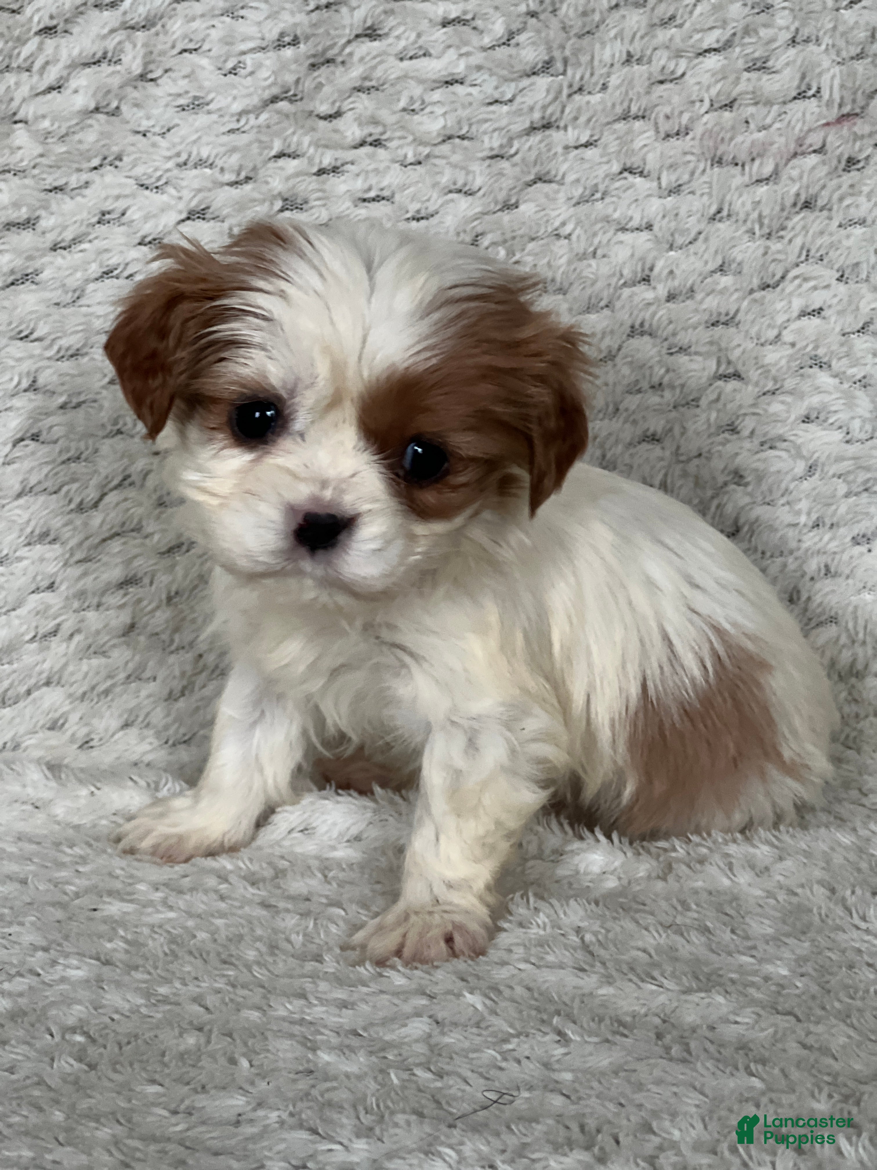 Cavalier King Charles Spaniel dogs for sale: Dusty - Ad 4