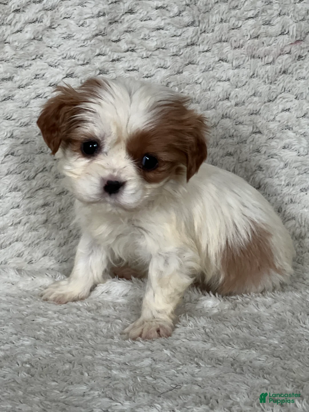 Cavalier King Charles Spaniel dogs for sale: Dusty - Ad 1