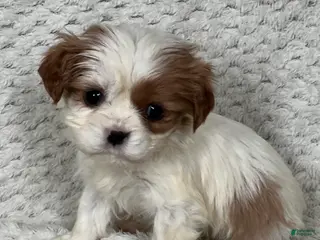 Cavalier King Charles Spaniel dogs for sale: Dusty - Ad 4