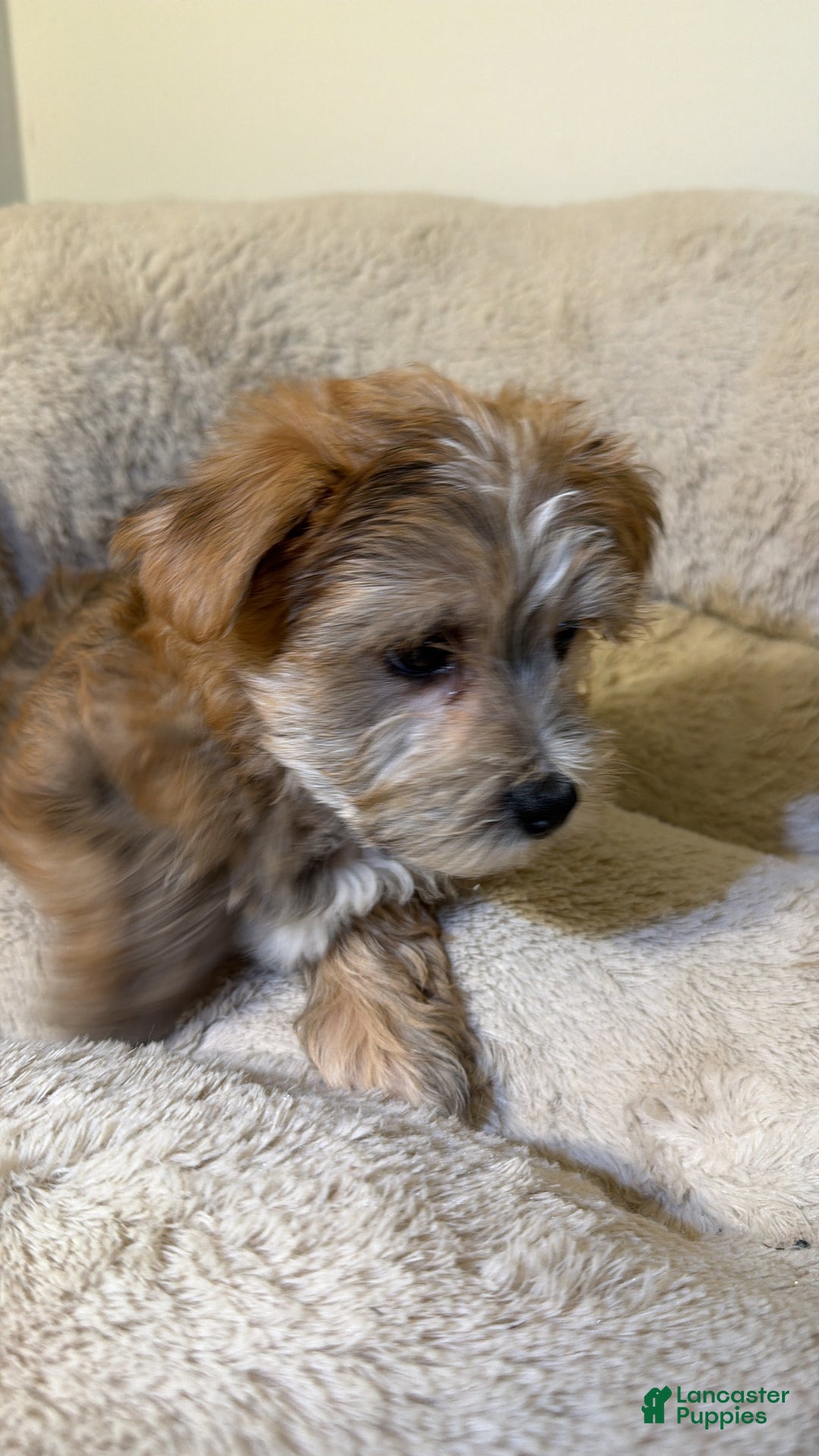 Morkie dogs for sale: Zeus  - Ad 2