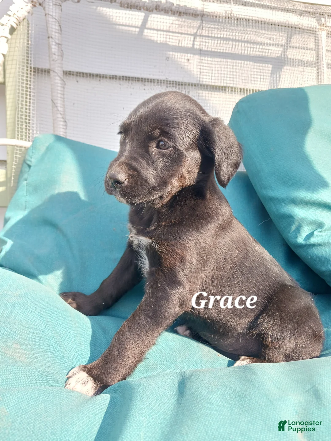 Mixed Breed dogs for sale: Mixed Breed Puppy 6, Grace - Ad 2