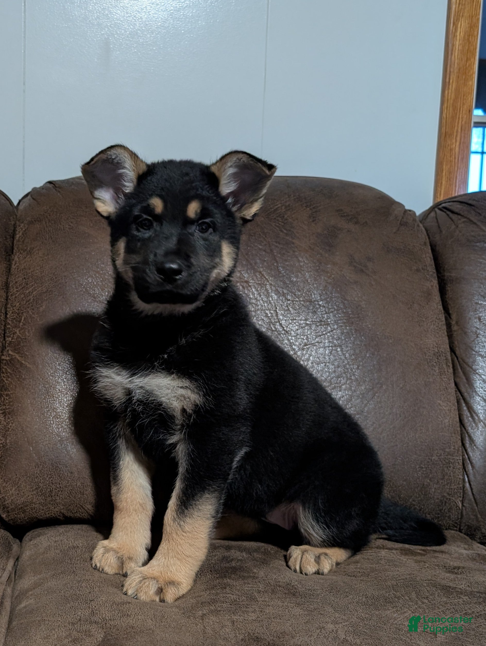 German Shepherd dogs Lucy - Ad 1