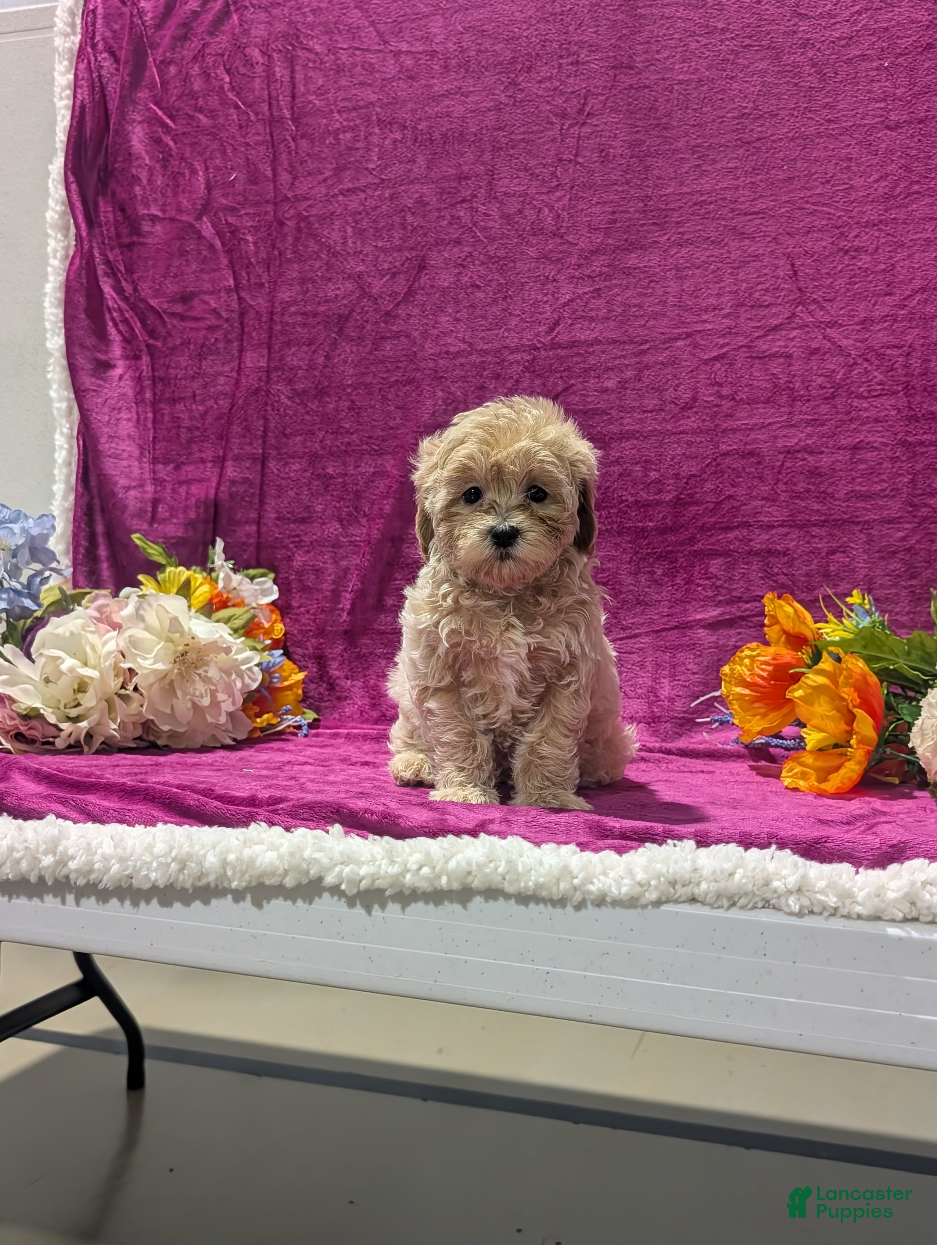 Maltipoo dogs Natasha  - Ad 1