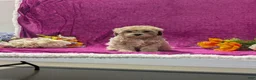 Maltipoo dogs for sale: Natasha  - Ad 1