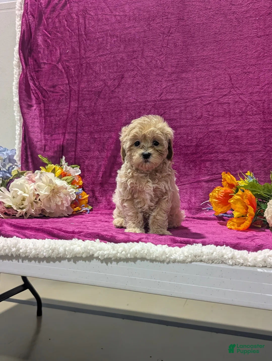 Maltipoo dogs for sale: Natasha  - Ad 1