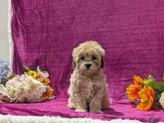 Maltipoo dogs for sale: Natasha - Ad 3