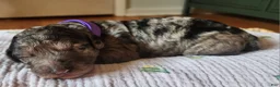 Mixed Breed dogs for sale: Grace - Ad 3