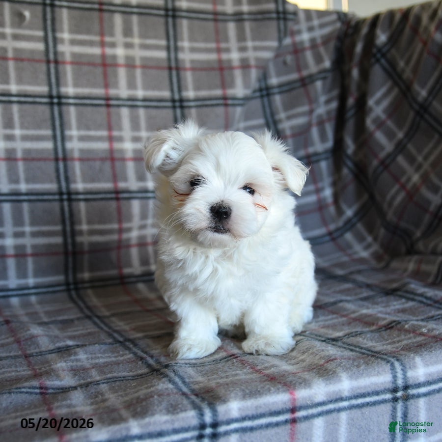Maltese dogs Dan  - Ad 2