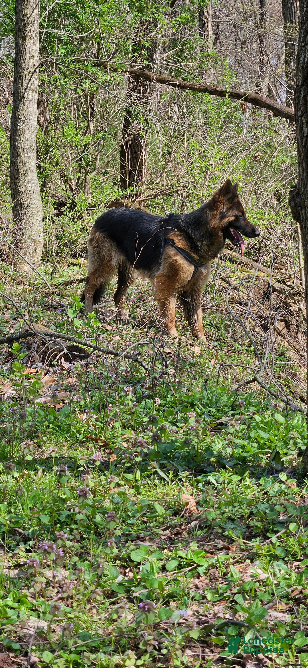 German Shepherd dogs for sale: Sabrina  - Ad 12