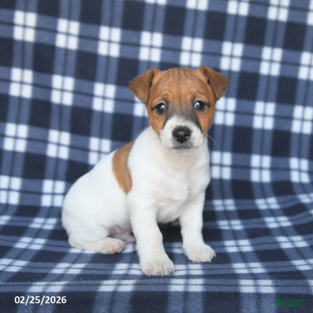 Jack Russell Terrier dogs for sale: Max - Ad 1