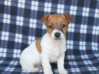 Jack Russell Terrier dogs for sale: Max - Ad 2