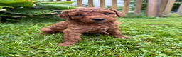 Mini Goldendoodle dogs for sale: Daisy - Ad 3