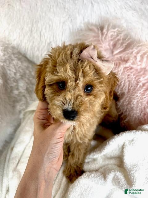 Mini Goldendoodle dogs Mini Goldendoodle Puppy 1 - Ad 13