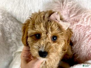 Mini Goldendoodle dogs Mini Goldendoodle Puppy 1 - Ad 5