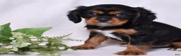 Cavalier King Charles Spaniel dogs for sale: Blaze | Genetically Screened  - Ad 9
