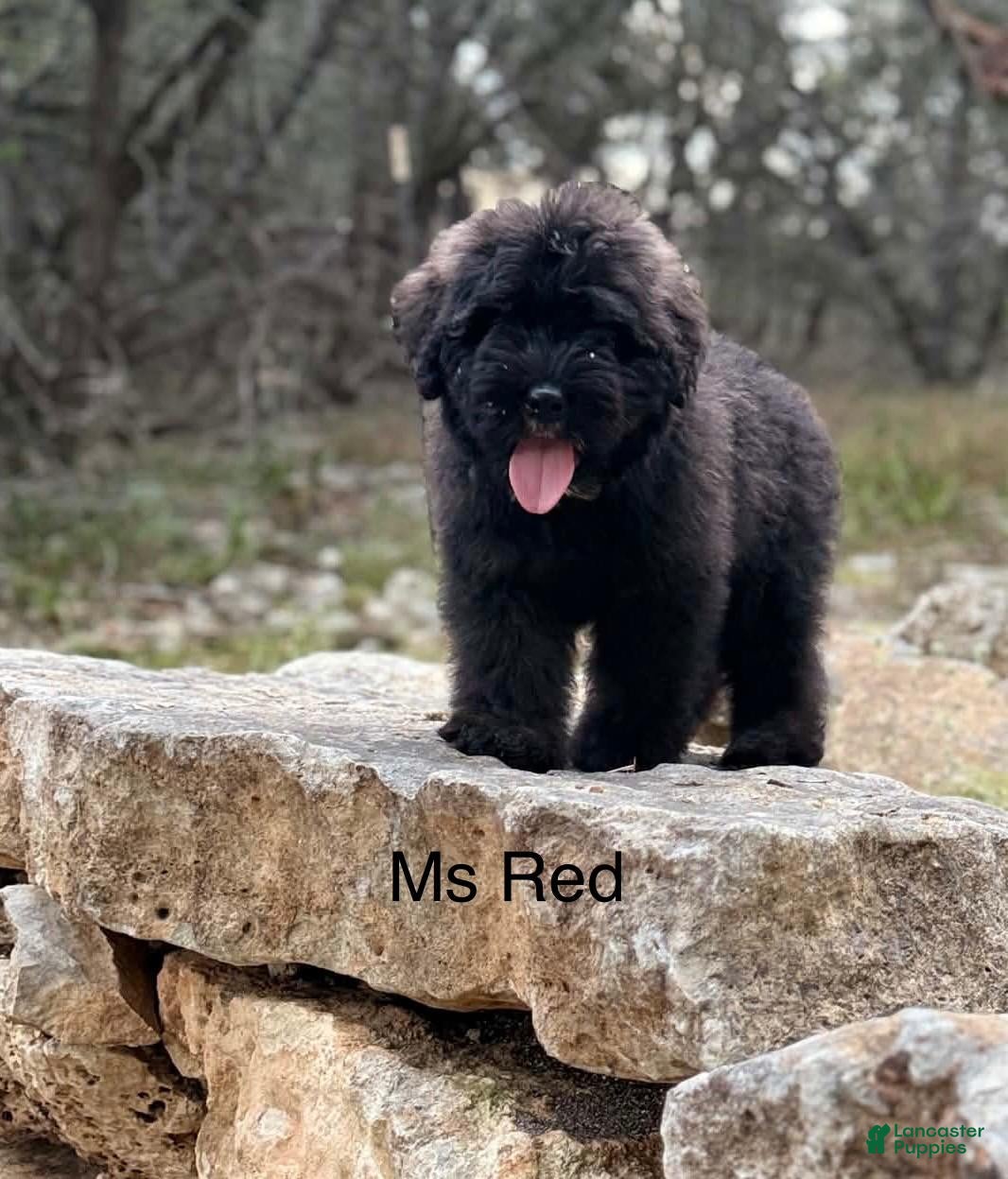 Bouvier Des Flandres dogs Ms Red - Ad 1