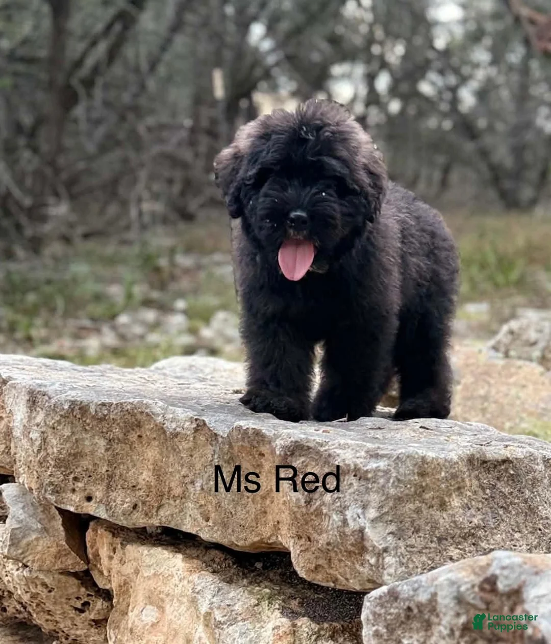 Bouvier Des Flandres dogs for sale: Ms Red - Ad 1