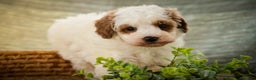 Miniature Poodle dogs for sale: Rozz - Ad 4