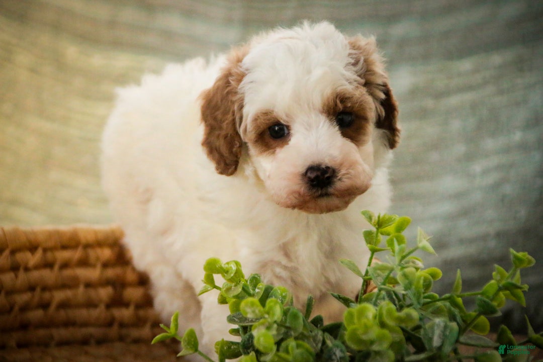 Miniature Poodle dogs for sale: Rozz - Ad 4