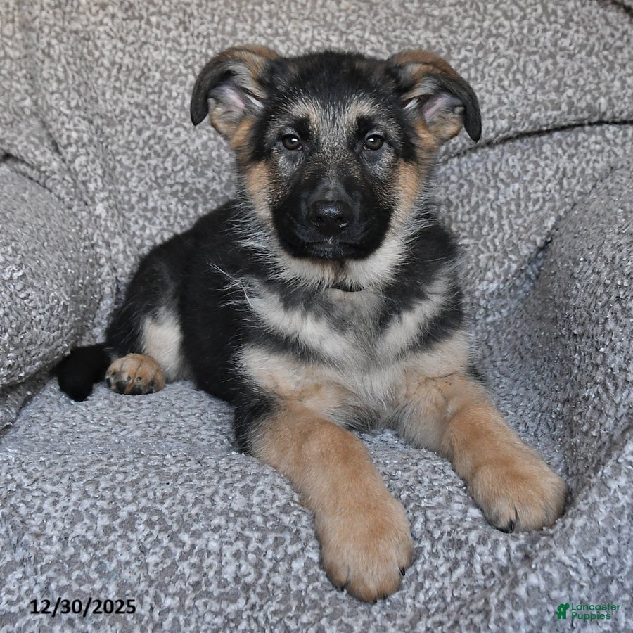 German Shepherd dogs Shannon - Ad 27