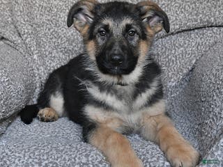 German Shepherd dogs Shannon - Ad 33