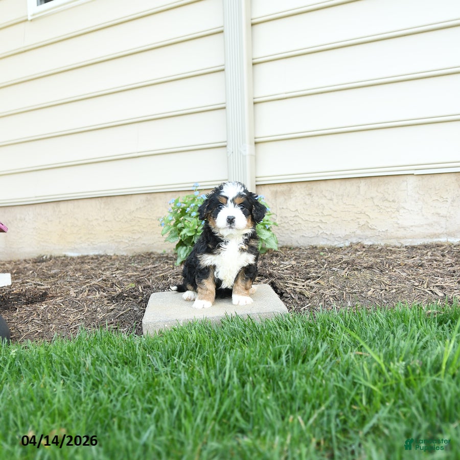 Bernedoodle dogs Apollo - Ad 2