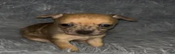 Chiweenie dogs for sale: Fireball - Ad 3