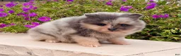 Pomeranian dogs for sale: Mario - Ad 6