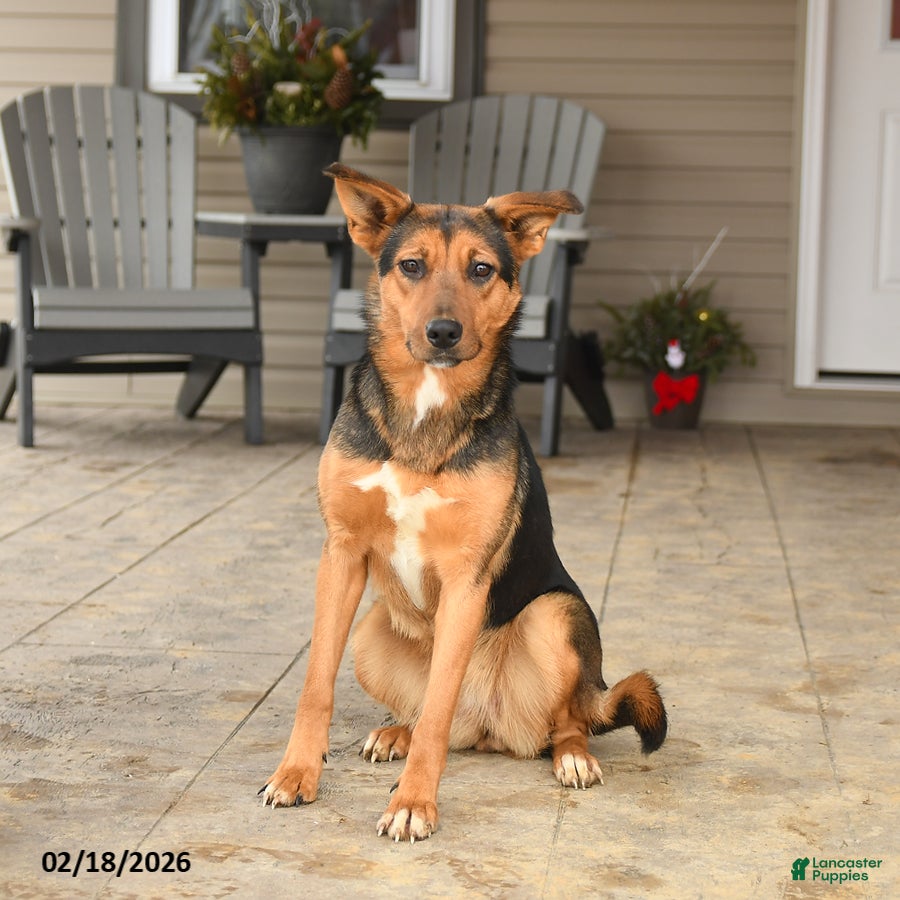 Mixed Breed dogs Cleo - Ad 2